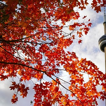 Toronto CN tower viewed through maple leaves